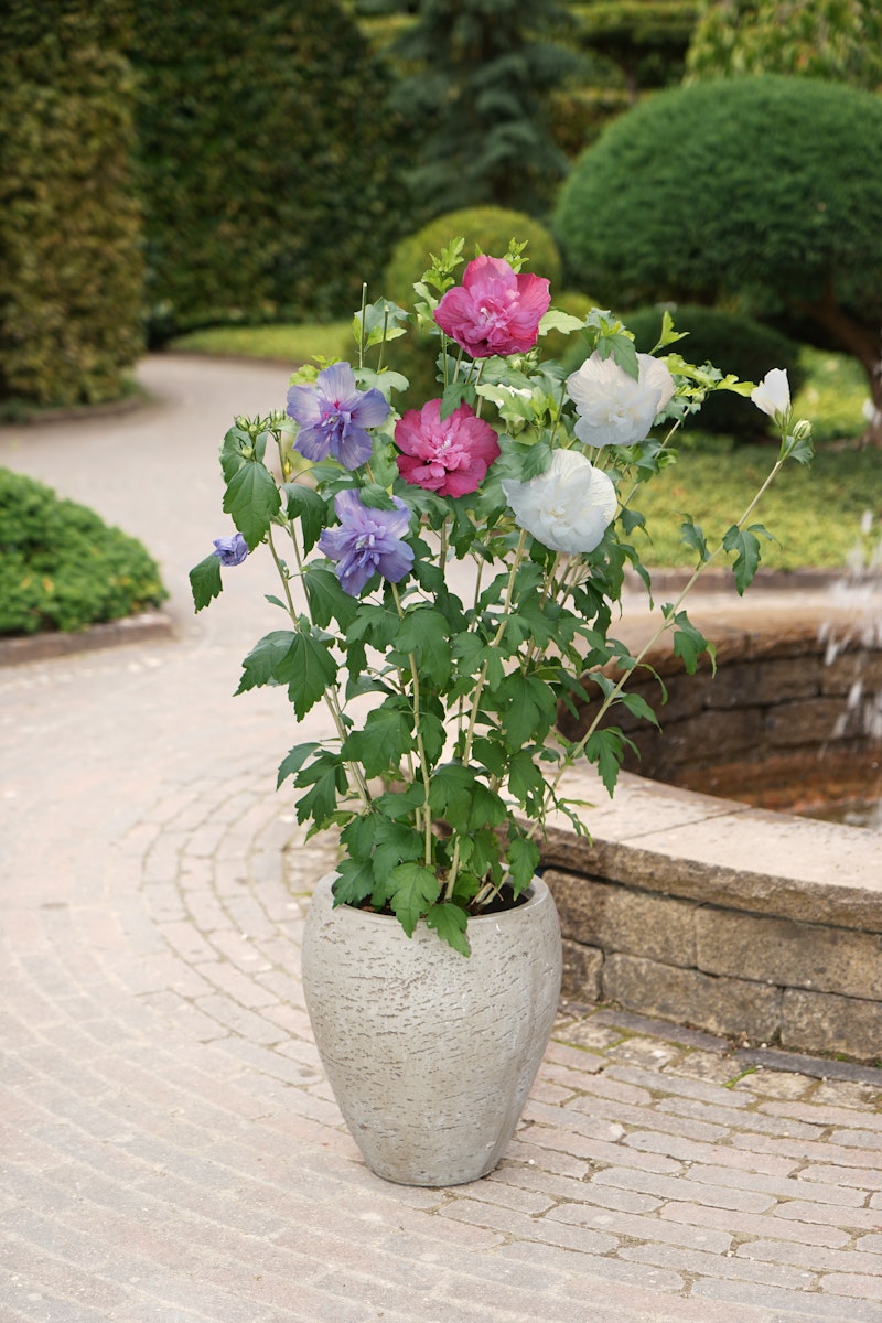 Dreifarbiger Roseneibisch 'Three Sisters'® Chiffon  (blau, rosa, weiß) von PFS Gartenwelten