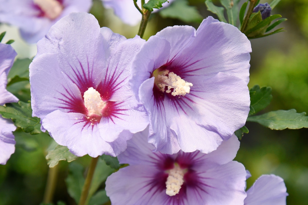 Garten-Eibisch 'Blue Bird' von PFS Gartenwelten