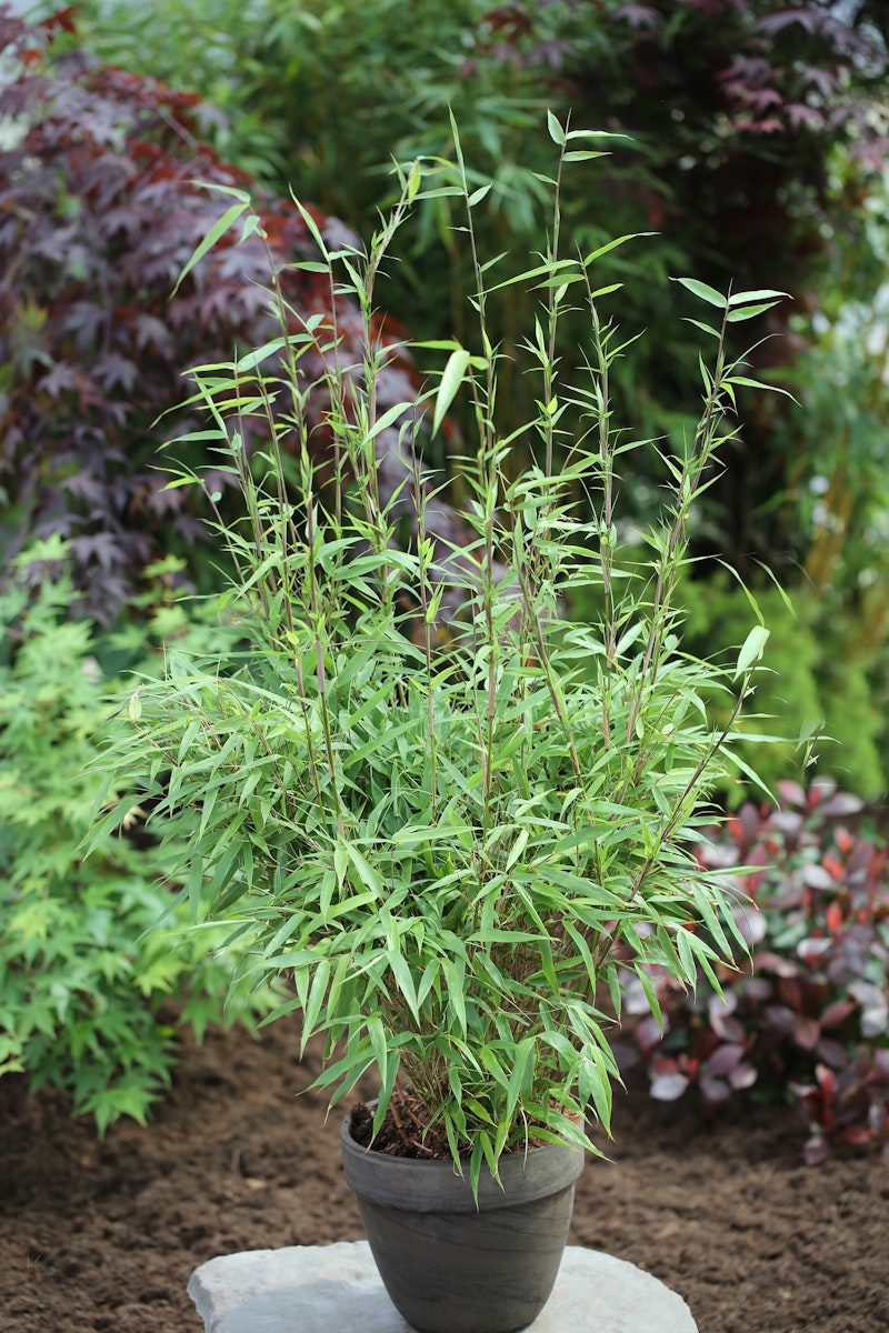 Gartenbambus 'Rufa' von PFS Gartenwelten