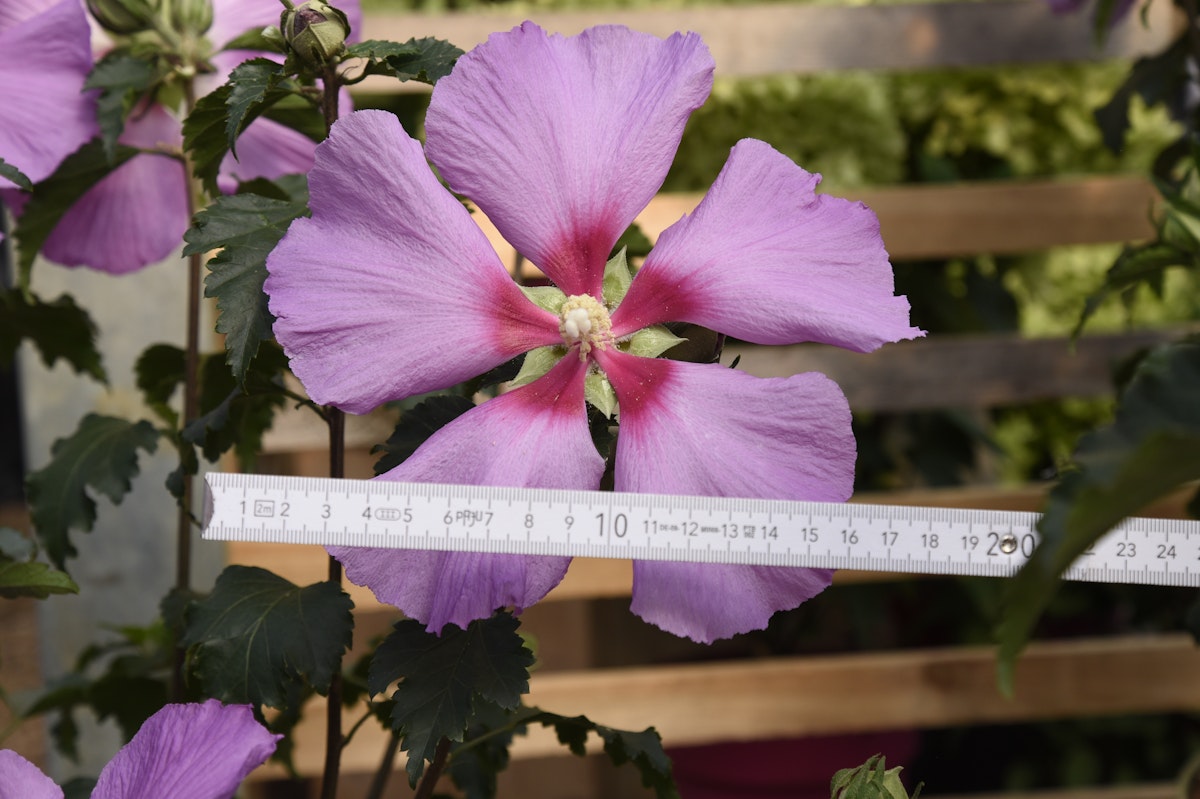 Garteneibisch 'Big Hibiskiss' von PFS Gartenwelten