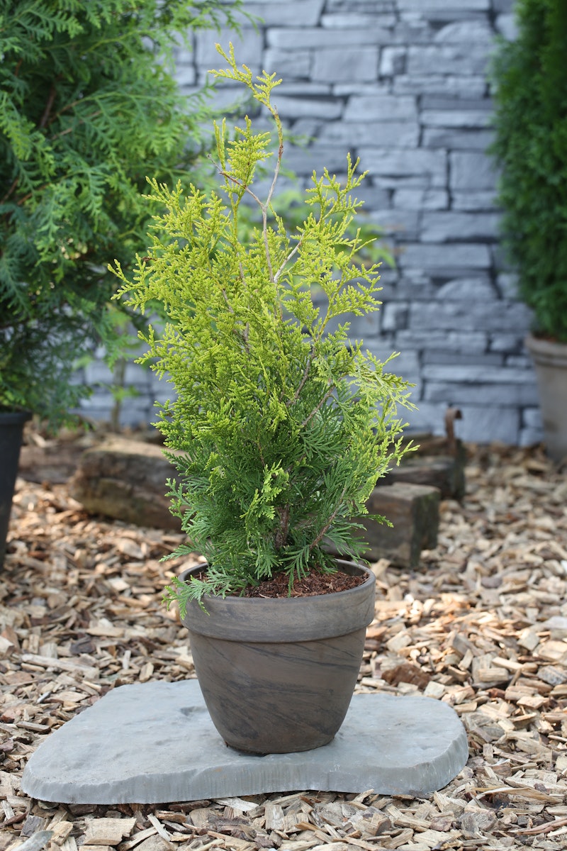 Gelbnadeliger Lebensbaum 'Golden Brabant'® Pflanzengröße: ca. 25-30 cm von PFS Gartenwelten