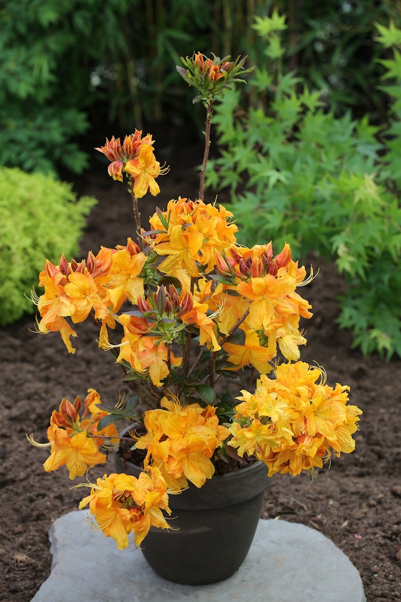 Großblumige Alpenrose 'Klondike' von PFS Gartenwelten