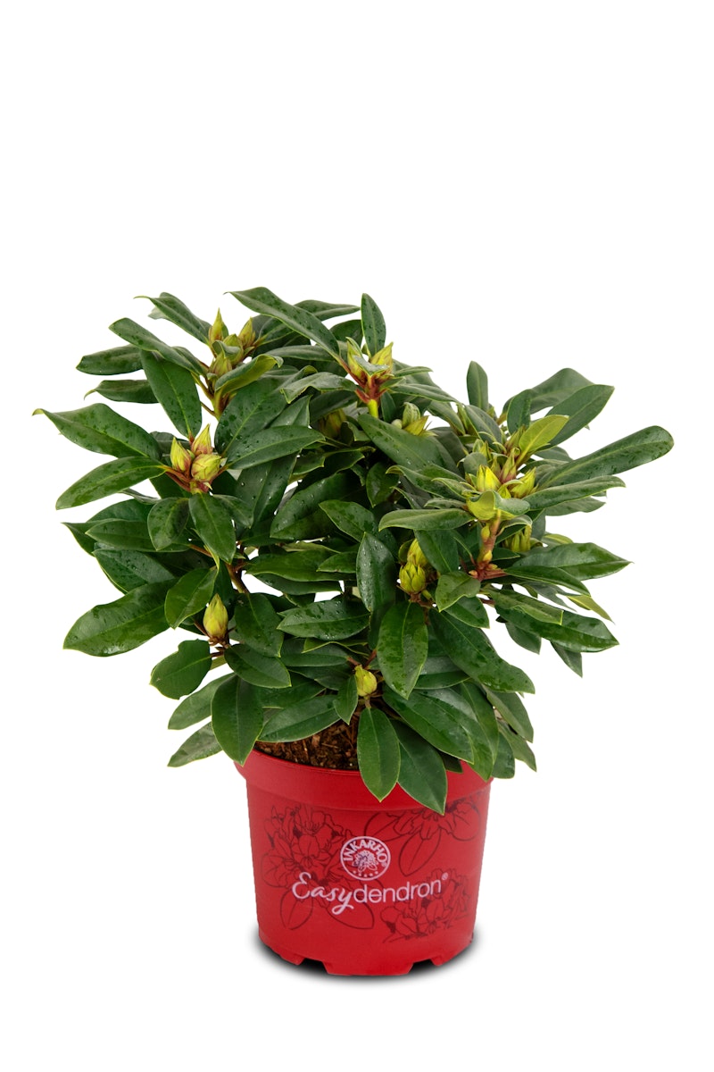 Großblumige Alpenrose 'Pfauenauge'® von PFS Gartenwelten