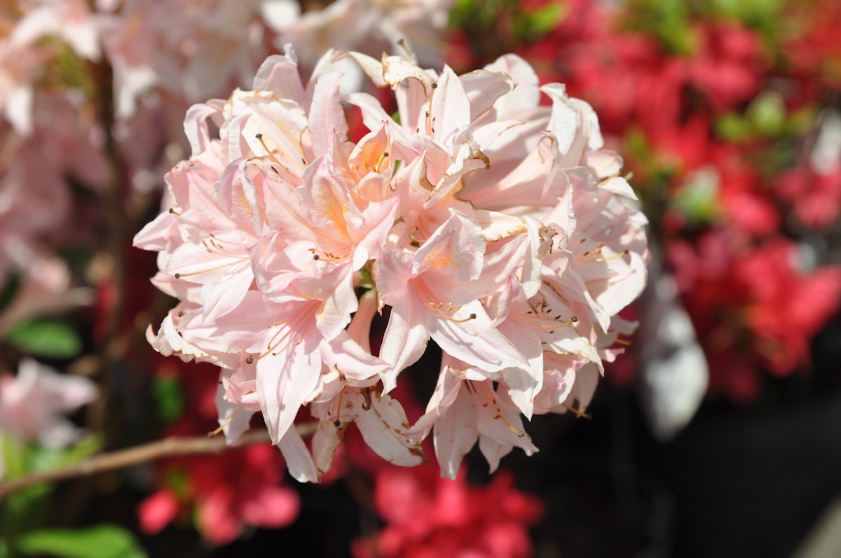 Großblumige Alpenrose 'Soir de Paris' von PFS Gartenwelten