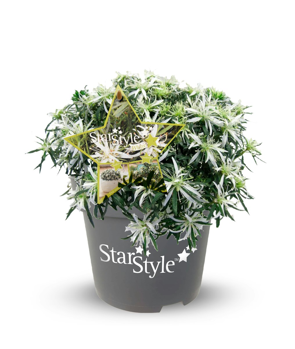 Japanische Azalee 'StarStyle'® weiß von PFS Gartenwelten