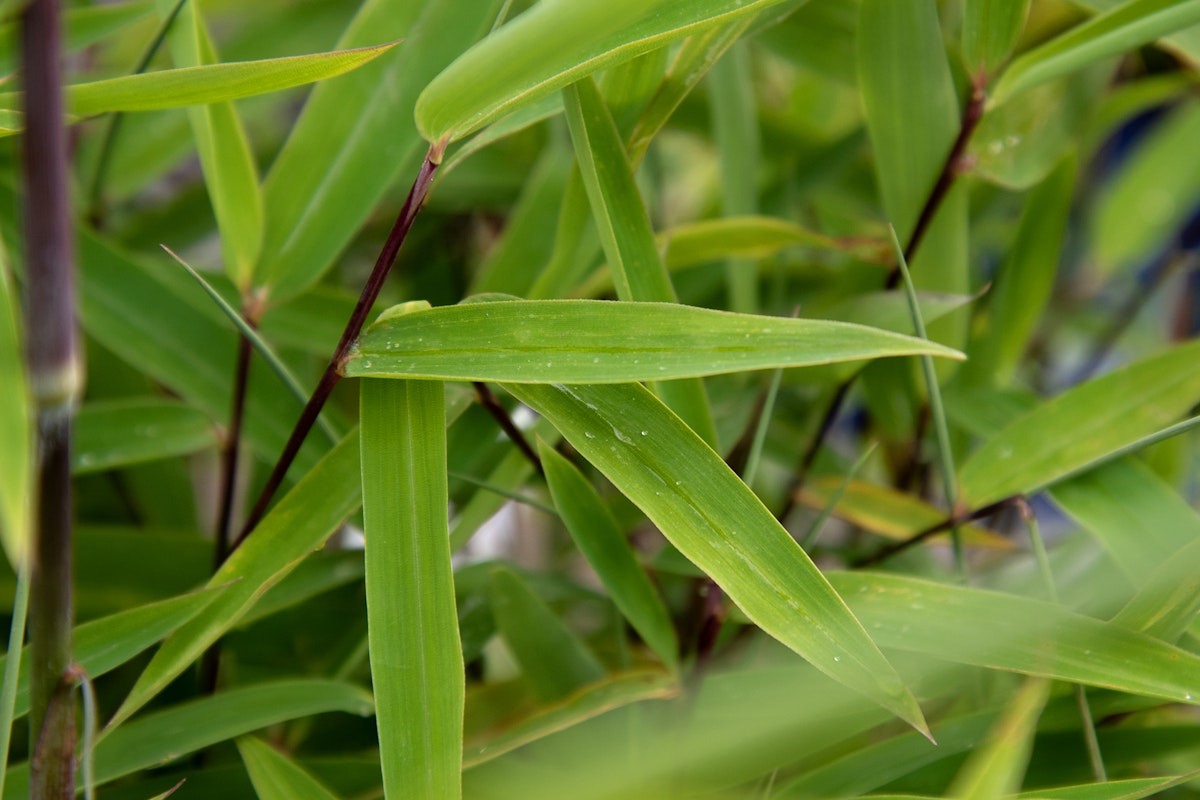 Klimafreundlicher Bambus 'Wisebear' von PFS Gartenwelten