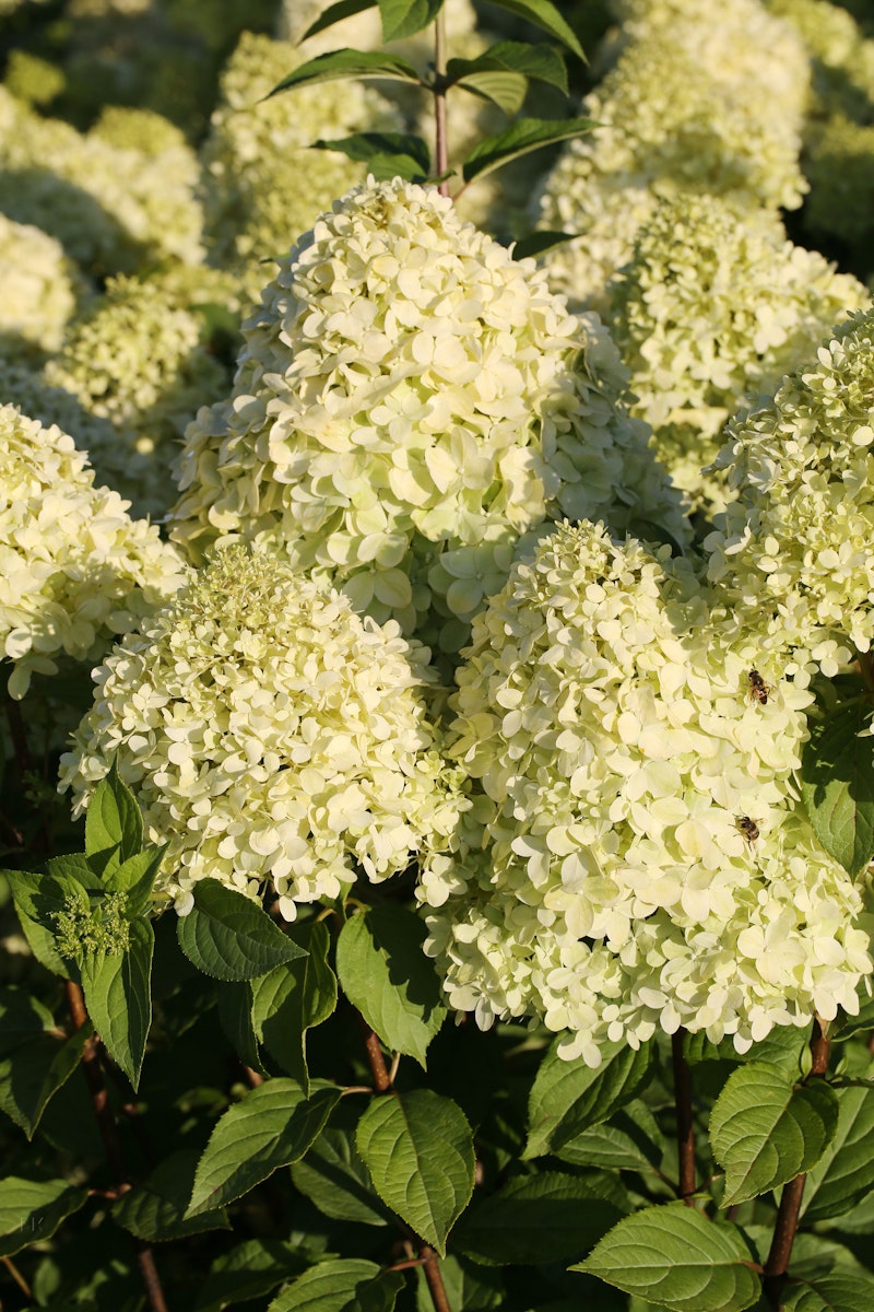 Rispenhortensie 'Limelight'(S) von PFS Gartenwelten