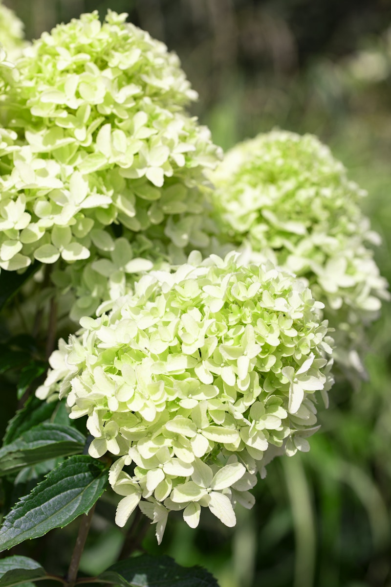 Rispenhortensie 'Whitelight'® von PFS Gartenwelten