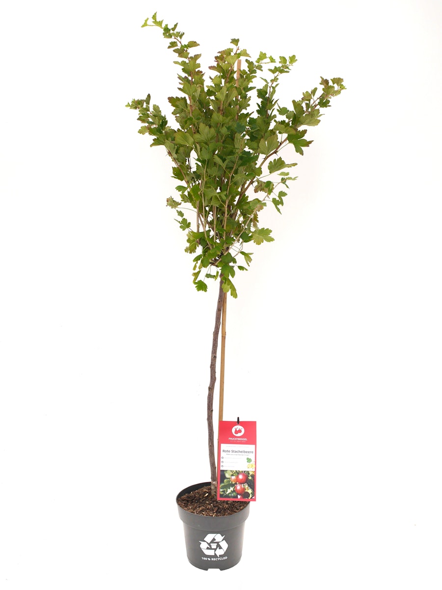 Rote Stachelbeere 'Darling® Crispa®' CAC Fruchtbengel von PFS Gartenwelten