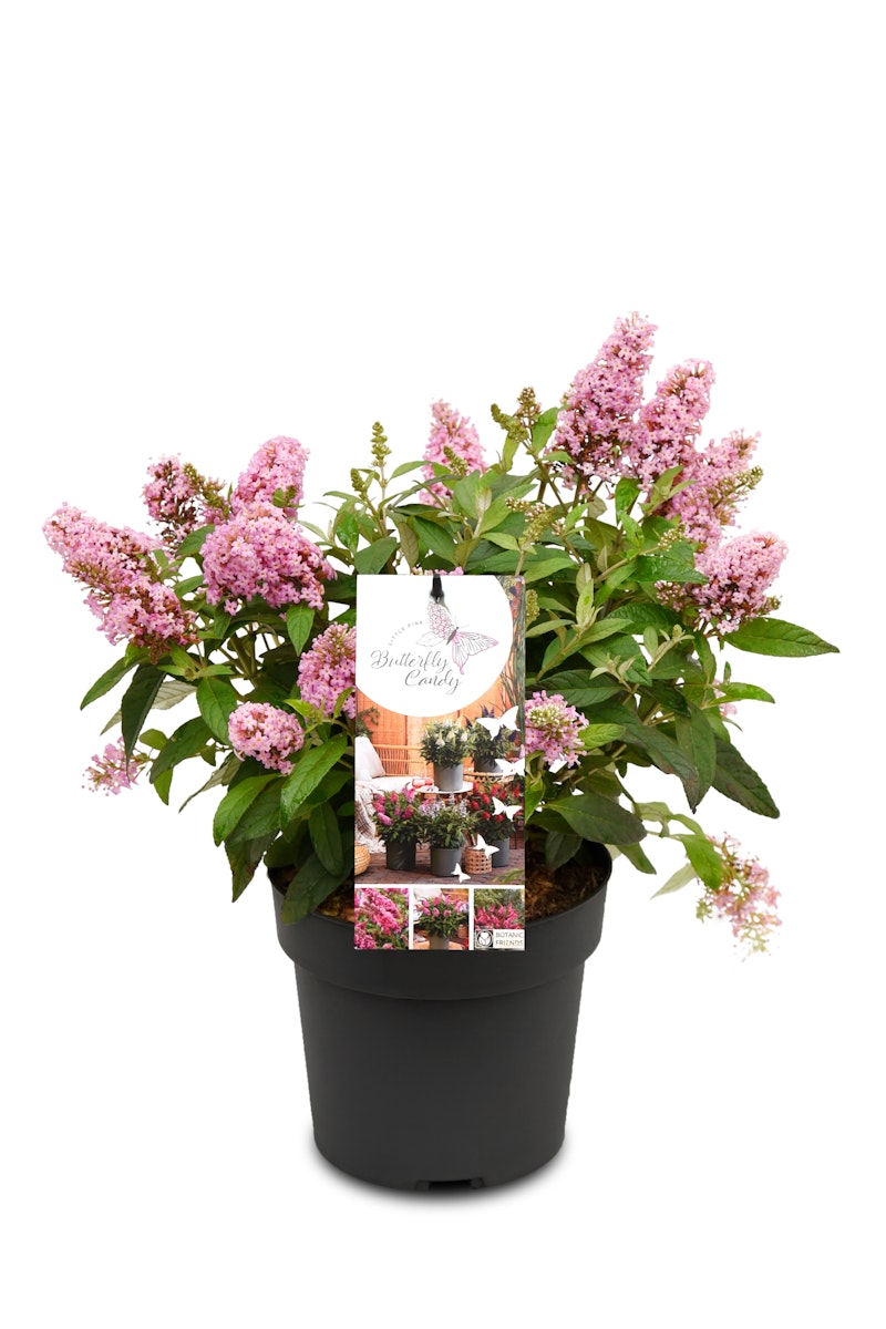 Sommerflieder 'Butterfly Candy'® Little Pink von PFS Gartenwelten