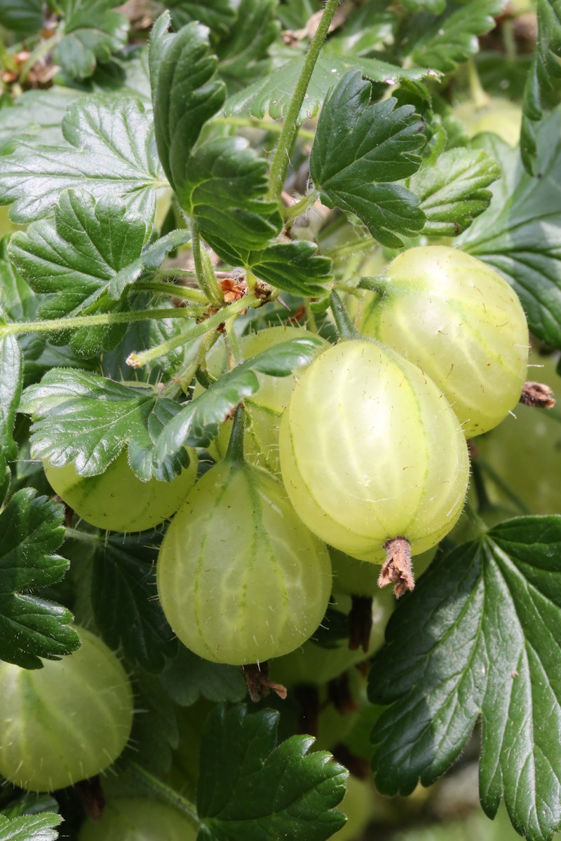 Stachelbeere 'Mucurines' CAC Fruchtbengel von PFS Gartenwelten