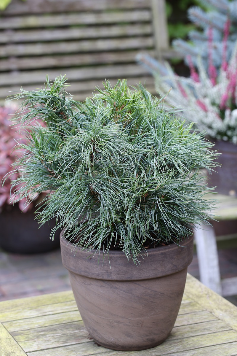 Zwerg-Seidenkiefer 'Green Curls' von PFS Gartenwelten