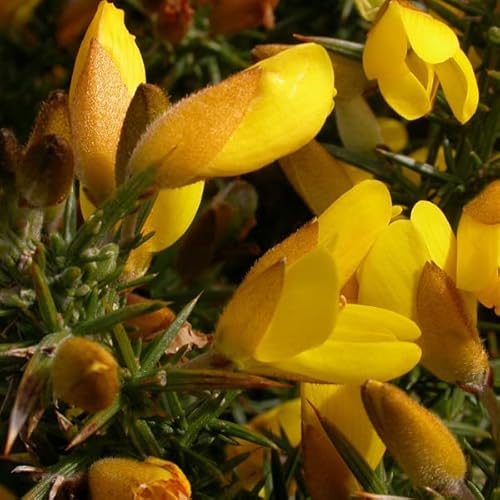 3 x Ulex Europaeus- Stechginster 15-20 cm im Container von PGONA