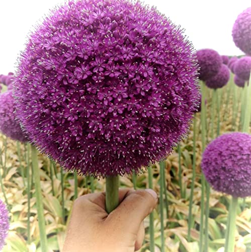 Allium gladiator zwiebeln- Allium Gladiator - Alium blumenzwiebel - Allium zwiebeln winterhart für Garten-Sommerblüte-8 zwiebeln,F von PGONA