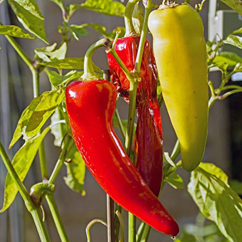 TOYHEART 100 Stück Premium Gemüsesamen, Peperoni Samen GVO-frei Frisch Keimendes Gemüse Chiles Sämlinge Für Die Landwirtschaft Gelb von PGONA