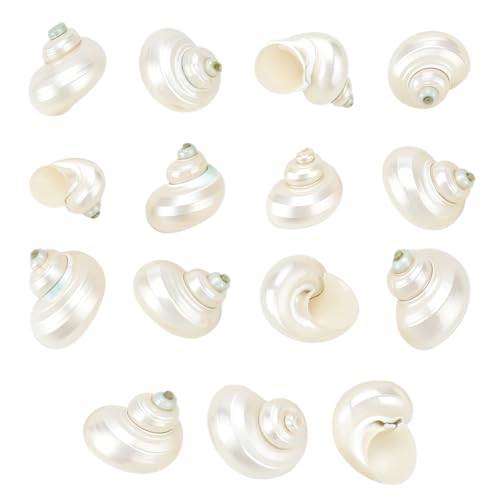 PH PandaHall 15 Stück Natürliche Weiße Muscheln 2~3cm Ohne Loch Spiralmuscheln Natürliche Satin Turbo Muscheln Für Aquarien Strandpartys Hochzeiten Schmuckherstellung PH PandaHall 15 Stück Natürliche Weiße Muscheln 2~3cm Ohne Loch Spiralmuscheln Natürliche Satin Turbo Muscheln Für Aquarien Strandpartys Hochzeiten Schmuckherstellung von PH PandaHall
