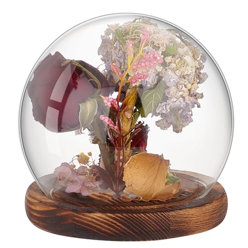 PH PandaHall Glas Cloche Glaskuppel Klare Globe Display Kuppel mit Holzsockel Dekorative Glasvitrine für Pflanze Blume Stein Modelle Schmetterling 12x11.5cm von PH PandaHall