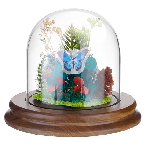 PH PandaHall Glasglocke mit Nussholz Holzboden Cloche Glaskuppel Display Klare Kuppel Mit Sockel Mini Vitrine Aus Kristall Tafelaufsatz Glasglocke Zur Präsentation von Uhren Und Schmuck 10cm Breit von PH PandaHall