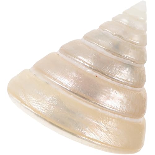 PHENOFICE Natürliche Dekoration Leuchtende Conch Figur für Schreibtisch für Heimdekoration und Kreative Bastelprojekte Vielseitig Einsetzbar als Deko Element für Büro und Zuhause von PHENOFICE