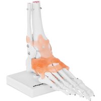 Fußskelett Modell Mit Bändern Und Unterschenkelansatz Anatomie Modell Lebensgroß Fußskelett Modell Mit Bändern Und Unterschenkelansatz Anatomie Modell Lebensgroß von PHYSA