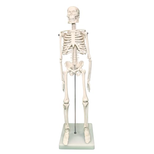 Mini-Skelett, Körper, Anatomie Lehrmodell 40 cm von PHYSIQUE