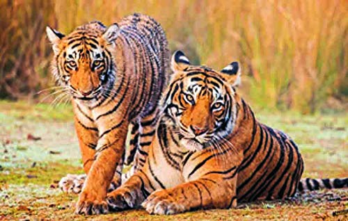 3 D Platzset Tiger, 2erSet, Tischset, Raubkatzen, Tier Tiere von PIA INTERNATIONAL