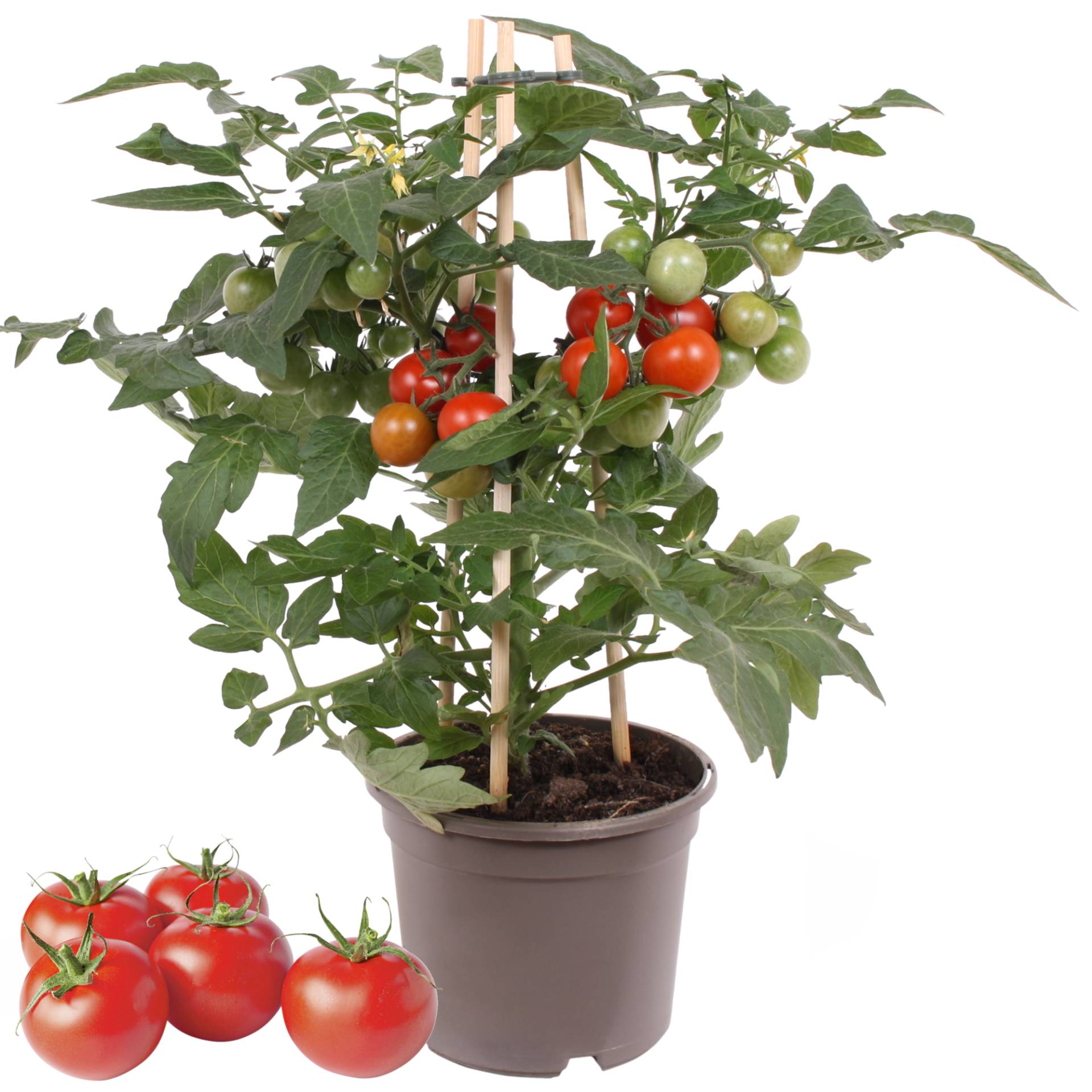 PICK-&-JOY® Cherrytomate mit Früchten, rot, 14 cm Topf von PICK-&-JOY®