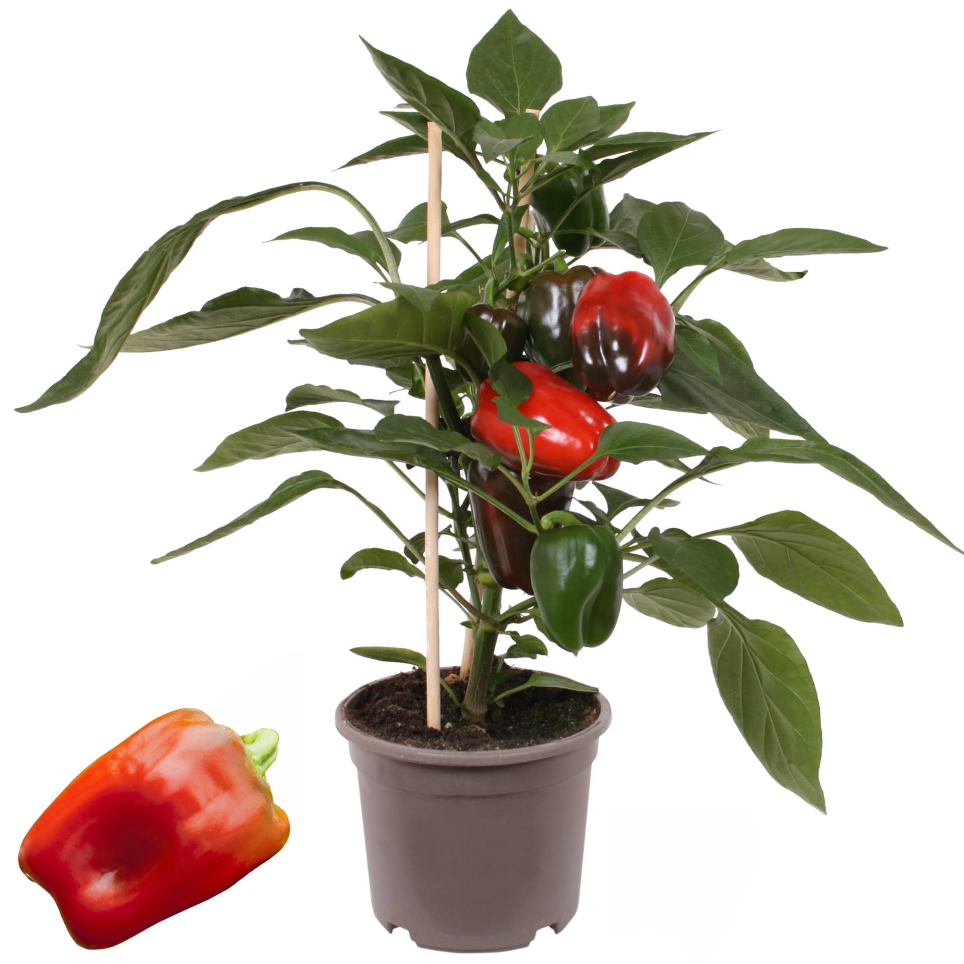 PICK-&-JOY® Paprika mit Früchten, rot, 14 cm Topf von PICK-&-JOY®