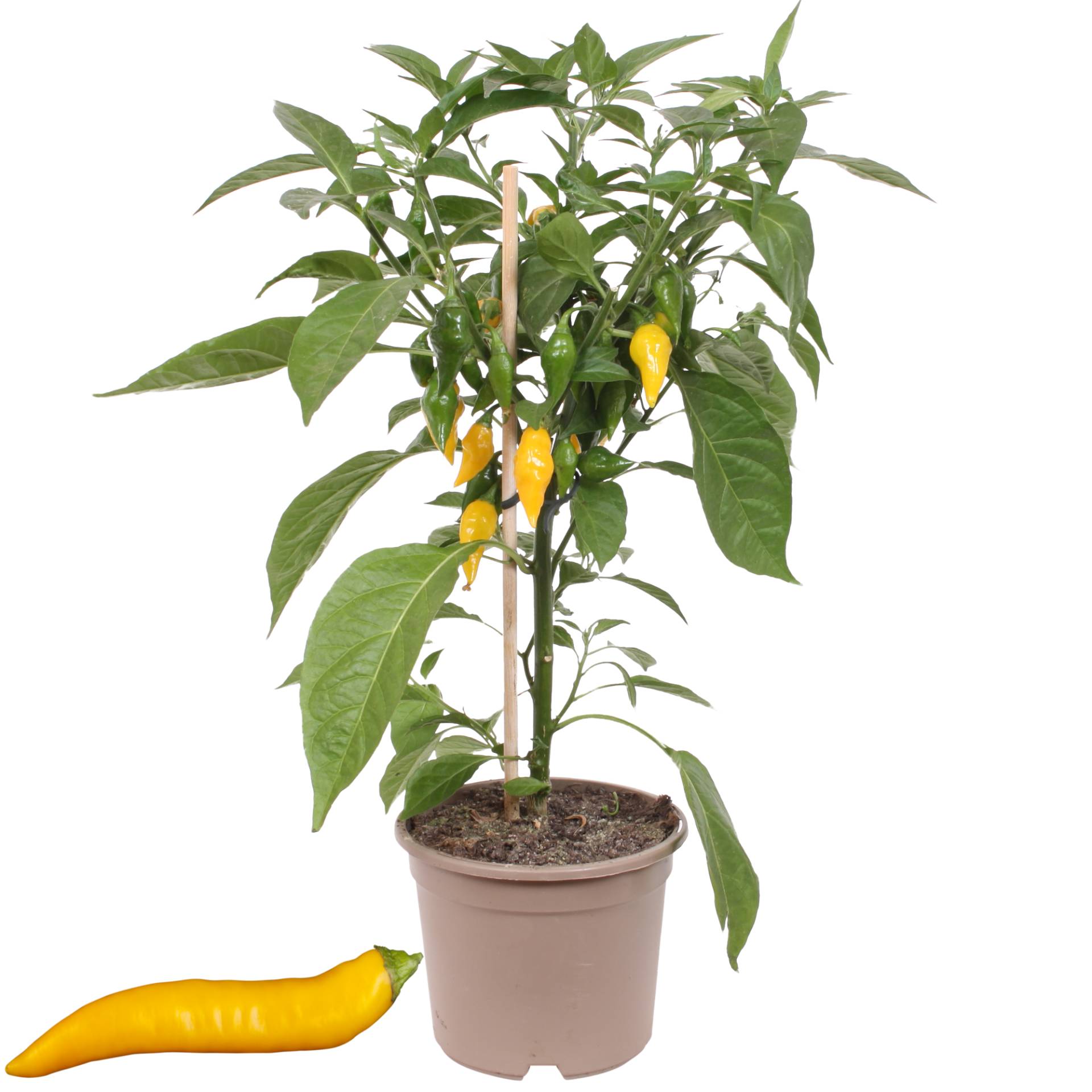 PICK-&-JOY® Scharfe Peperoni mit Früchten, gelb, 14 cm Topf von PICK-&-JOY®