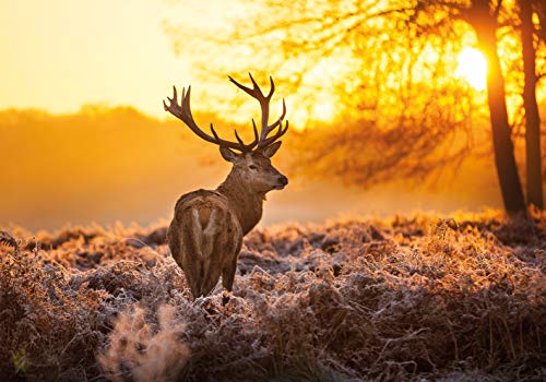 PICSonPAPER Hochwertiges Poster Hirsch in Morgensonne, 100 cm breit x 70 cm hoch, Dekoration, Kunstdruck, Wandbild, Fineartprint, Wild, Rotwild, Wald, Geweih, Premium Qualität PICSonPAPER Hochwertiges Poster Hirsch in Morgensonne, 100 cm breit x 70 cm hoch, Dekoration, Kunstdruck, Wandbild, Fineartprint, Wild, Rotwild, Wald, Geweih, Premium Qualität von PICSonPAPER