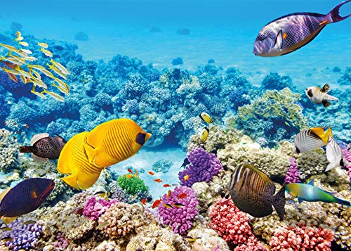 PICSonPAPER Hochwertiges Poster Unterwasserwelt 70 cm breit x 50 cm hoch, Dekoration, Kunstdruck, Wandbild, Fineartprint, Wandposter Fische Korallen tropisch von PICSonPAPER