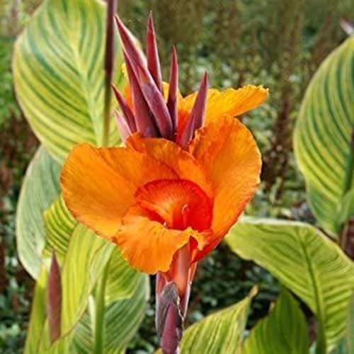 Indisches Blumenrohr Knollen.Lebende Pflanzen.Lange Blütezeit,Canna-Lilienknollen.Winterharte Zwiebeln.Starke Anpassungsfähigkeit,Natürlich-5 Knollen-D von PIUS