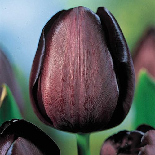Tulpen zwiebeln,Perfekte Schnittblumen,Tulpen von großem Zierwert,Natürlich,Winterhartes,Lebende Pflanzen,Zwiebeln,Seltene Pflanzen-15 Zwiebeln-C von PIUS