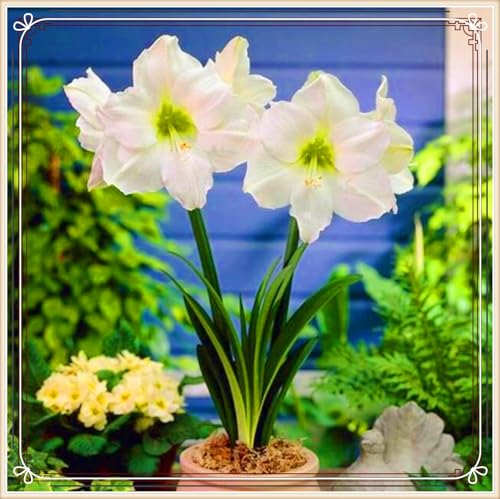 Amaryllis Zwiebeln Leuchtende Farben Amaryllis Pflanze Amaryllis Zwiebel Winterhart Dekorative Pflanzen FüR Den Garten -10 zwiebeln-e Amaryllis Zwiebeln Leuchtende Farben Amaryllis Pflanze Amaryllis Zwiebel Winterhart Dekorative Pflanzen FüR Den Garten -10 zwiebeln-e von PJFNHD