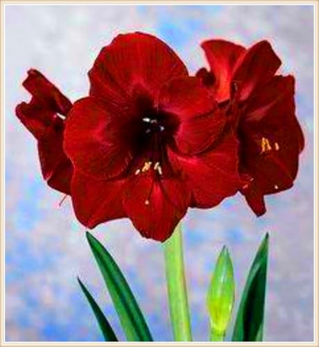 Amaryllis Zwiebeln Leuchtende Farben Amaryllis Pflanze Amaryllis Zwiebel Winterhart Dekorative Pflanzen FüR Den Garten -10 zwiebeln-f Amaryllis Zwiebeln Leuchtende Farben Amaryllis Pflanze Amaryllis Zwiebel Winterhart Dekorative Pflanzen FüR Den Garten -10 zwiebeln-f von PJFNHD