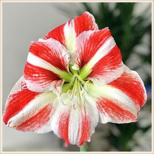 Amaryllis Zwiebeln Leuchtende Farben Amaryllis Pflanze Amaryllis Zwiebel Winterhart Dekorative Pflanzen FüR Den Garten -10 zwiebeln-j Amaryllis Zwiebeln Leuchtende Farben Amaryllis Pflanze Amaryllis Zwiebel Winterhart Dekorative Pflanzen FüR Den Garten -10 zwiebeln-j von PJFNHD