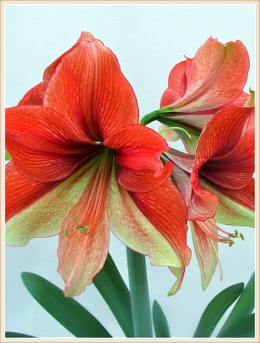 Amaryllis Zwiebeln Winterhart Mehrjährig Winterhart zwiebeln Bonsai Pflanzen DIY Garten -8 zwiebeln-j Amaryllis Zwiebeln Winterhart Mehrjährig Winterhart zwiebeln Bonsai Pflanzen DIY Garten -8 zwiebeln-j von PJFNHD