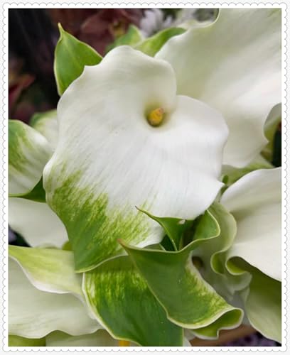 Calla Lily Zwiebeln Winterhart zwiebeln Bonsai Pflanzen DIY Garten Winterhart Mehrjährig -16 zwiebeln-f Calla Lily Zwiebeln Winterhart zwiebeln Bonsai Pflanzen DIY Garten Winterhart Mehrjährig -16 zwiebeln-f von PJFNHD