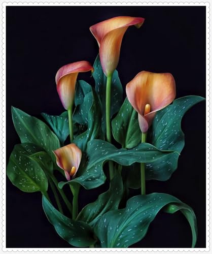 Calla Lily Zwiebeln Winterhart zwiebeln Bonsai Pflanzen DIY Garten Winterhart Mehrjährig -4 zwiebeln-b Calla Lily Zwiebeln Winterhart zwiebeln Bonsai Pflanzen DIY Garten Winterhart Mehrjährig -4 zwiebeln-b von PJFNHD