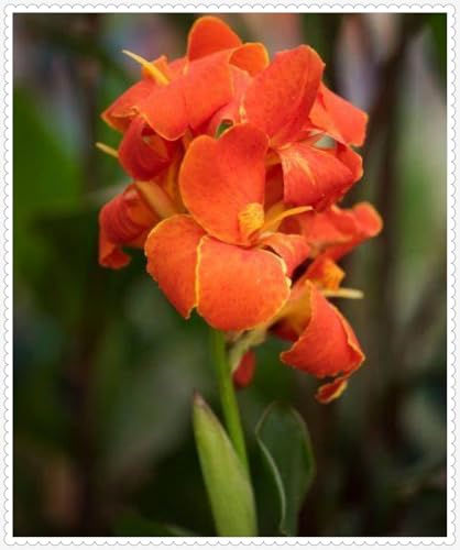 Canna Zwiebeln Winterhart zwiebeln Bonsai Pflanzen DIY Garten Winterhart Mehrjährig -10 zwiebeln-b Canna Zwiebeln Winterhart zwiebeln Bonsai Pflanzen DIY Garten Winterhart Mehrjährig -10 zwiebeln-b von PJFNHD
