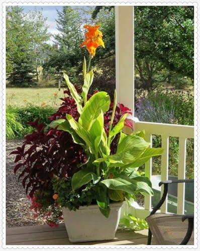 Canna Zwiebeln Winterhart zwiebeln Bonsai Pflanzen DIY Garten Winterhart Mehrjährig -2 zwiebeln-e Canna Zwiebeln Winterhart zwiebeln Bonsai Pflanzen DIY Garten Winterhart Mehrjährig -2 zwiebeln-e von PJFNHD