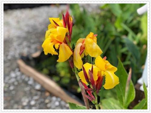 Canna Zwiebeln Winterhart zwiebeln Bonsai Pflanzen DIY Garten Winterhart Mehrjährig -2 zwiebeln-i Canna Zwiebeln Winterhart zwiebeln Bonsai Pflanzen DIY Garten Winterhart Mehrjährig -2 zwiebeln-i von PJFNHD