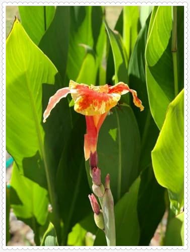 Canna Zwiebeln Winterhart zwiebeln Bonsai Pflanzen DIY Garten Winterhart Mehrjährig -6 zwiebeln-g Canna Zwiebeln Winterhart zwiebeln Bonsai Pflanzen DIY Garten Winterhart Mehrjährig -6 zwiebeln-g von PJFNHD