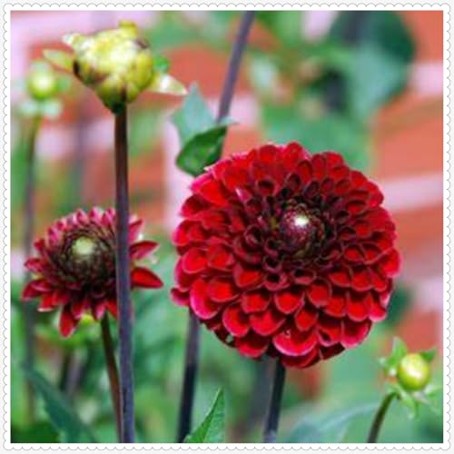 Dahlien Knollen Bonsai Pflanzen DIY Garten Winterhart Mehrjährig Winterhart zwiebeln -9 knollen-b Dahlien Knollen Bonsai Pflanzen DIY Garten Winterhart Mehrjährig Winterhart zwiebeln -9 knollen-b von PJFNHD