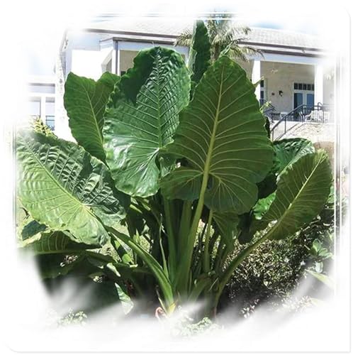 Elefantenohrzwiebeln, große Blatttopfpflanzen im Wohnzimmer, Innenhof ,Riesige Elefantenohren, große Zimmergrünpflanzen Elefantenohrzwiebeln, große Blatttopfpflanzen im Wohnzimmer, Innenhof ,Riesige Elefantenohren, große Zimmergrünpflanzen von PJFNHD