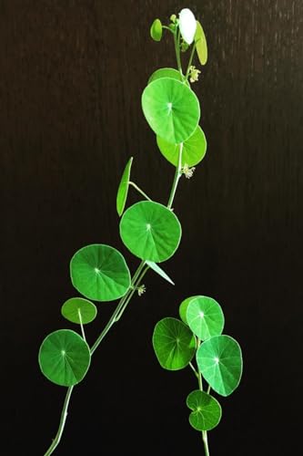 Gebirgsschildkrötenzwiebeln Peperomioides Pflanzen Winterhart Stephania-Pflanze von PJFNHD