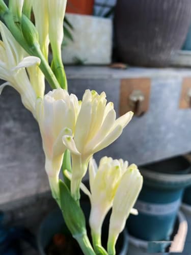 Gladiolen Zwiebeln Gladiolen Samen Gladiolen knollen Dekorative Pflanzen FüR Den Garten von PJFNHD