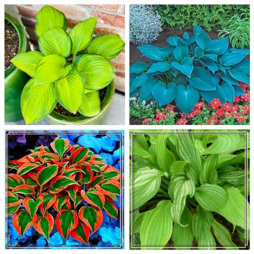 Hosta zwiebeln Hosta pflanze winterhart Hardy funkien Hardy perennial funkien Hosta pflanze von PJFNHD