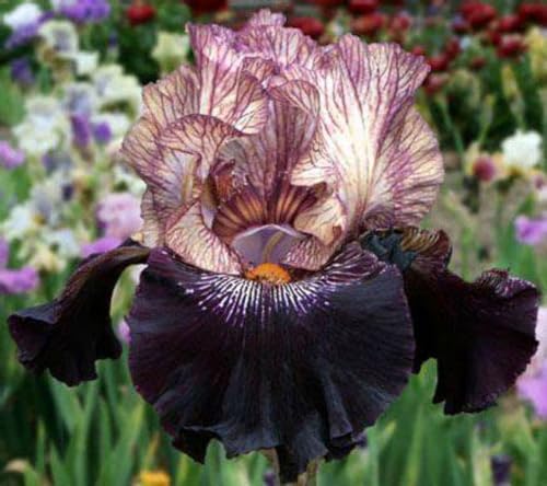 Iris Zwiebeln Iris blumenzwiebeln Iris zwiebeln winterhart mehrjährig Iris zwiebeln Iris blumen von PJFNHD