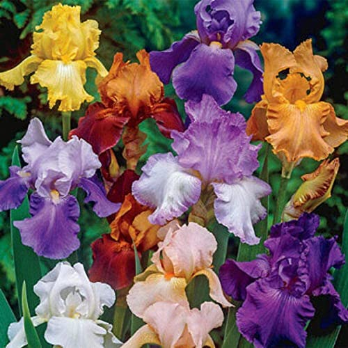 Iris Zwiebeln Iris zwiebeln winterhart mehrjährig Iris zwiebeln Iris blumen Iris blumenzwiebeln von PJFNHD